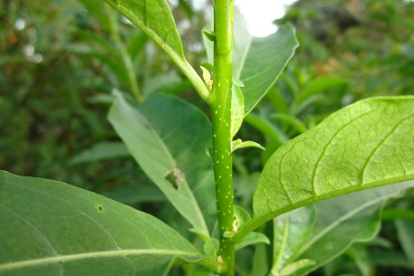 Cestrum aurantiacum — DSC06309 (13)
