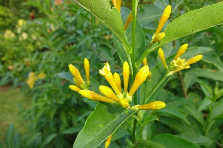 Cestrum aurantiacum — DSC06311 (13)
