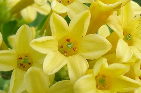 Cestrum aurantiacum — DSC06312 (13)s