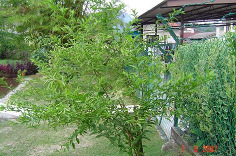 DSC07109 (07)