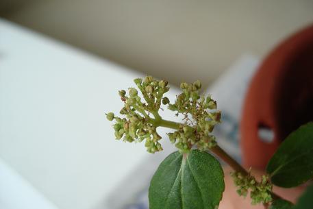 DSC00195 (09)