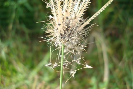 DSC03967 (09)