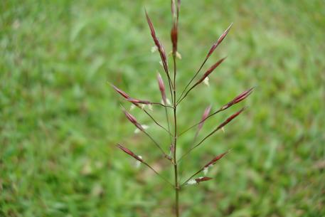 Chrysopogon aciculatus — DSC06601 (08)