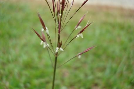 Chrysopogon aciculatus — DSC06603 (08)