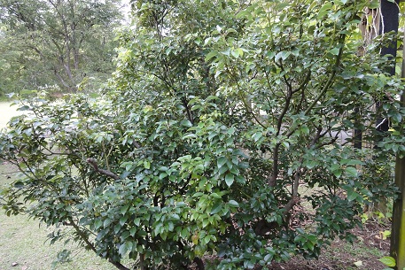 DSC00800 (10)