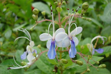 Clerodendrum myricoides — DSC02240 (09)