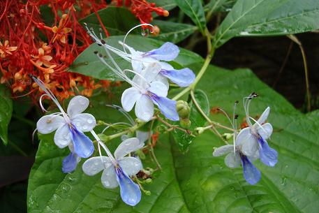 Clerodendrum myricoides — DSC07174 (08)