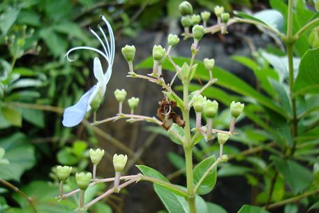 Clerodendrum myricoides — DSC07176 (08)
