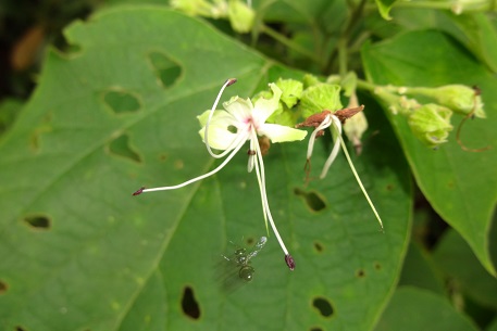 Clerodendrum villosum — DSC00238 (13)