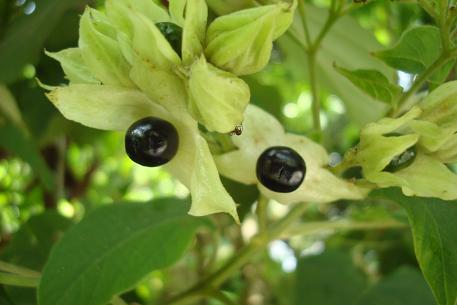 Clerodendrum villosum — DSC04914 (09)