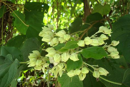 Clerodendrum villosum — DSC04915 (09)