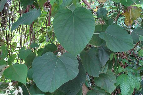 Clerodendrum villosum — DSC05573 (09)