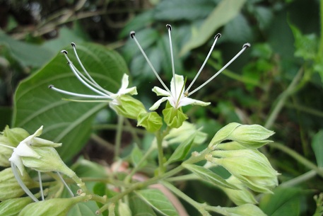 Clerodendrum villosum — DSC05804 (11)