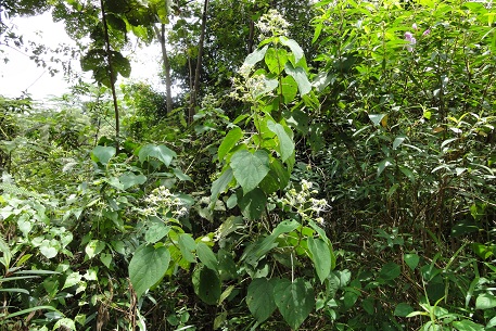Clerodendrum villosum — DSC05833 (11)