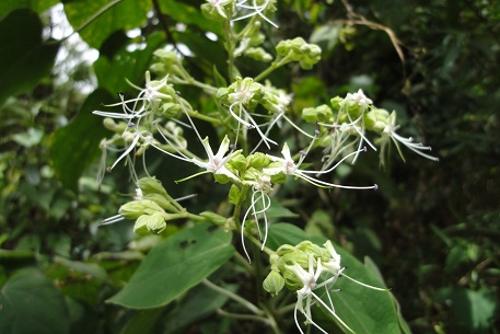 Clerodendrum villosum — DSC05835 (11)
