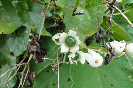 Clerodendrum villosum — DSC06864 (11)