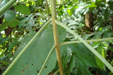 Clerodendrum villosum — DSC09928 (09)