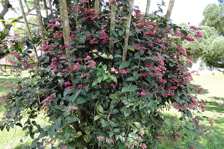 DSC00942 (10)