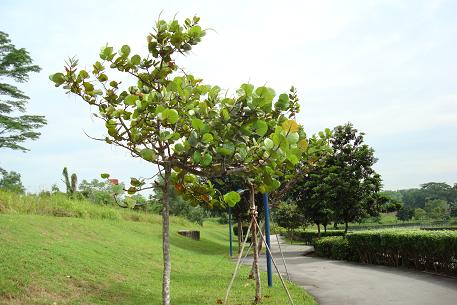 DSC04924 (08)
