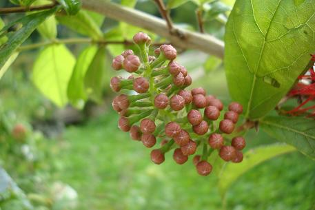 Combretum constrictum — DSC02387 (09)