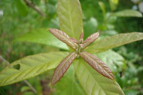 Combretum constrictum — DSC02388 (09)