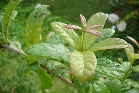 Combretum constrictum — DSC02389 (09)