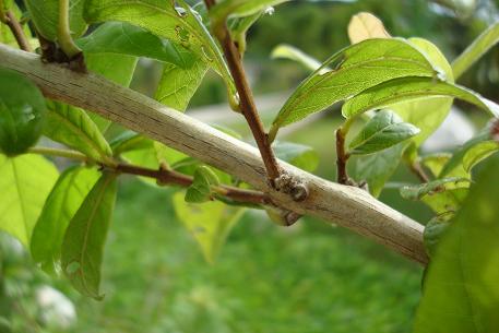 Combretum constrictum — DSC02390 (09)