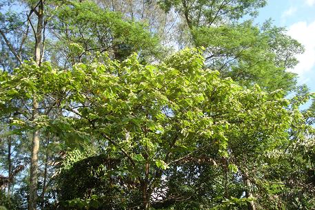DSC00764 (10)