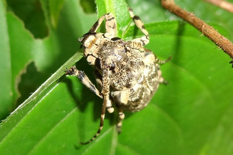 Coptops annulipes — DSC02232 (13)