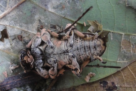 Coptops annulipes — DSC02837 (12)