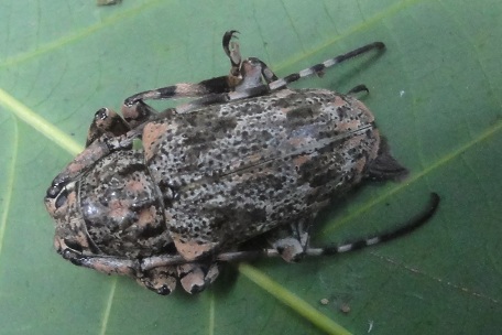 Coptops annulipes — DSC02838 (12)