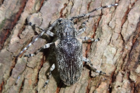 Coptops annulipes — DSC03153 (14)