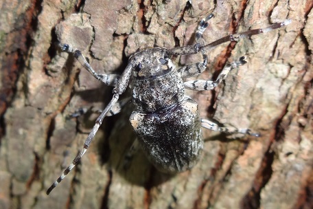 Coptops annulipes — DSC03160 (14)