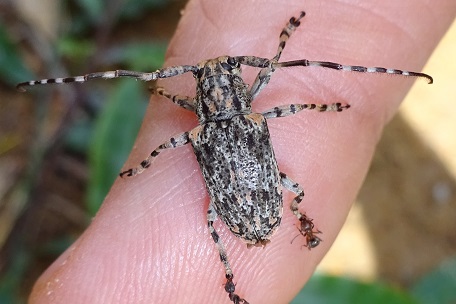 Coptops annulipes — DSC04521 (14)