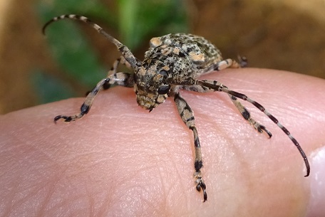 Coptops annulipes — DSC04522 (14)