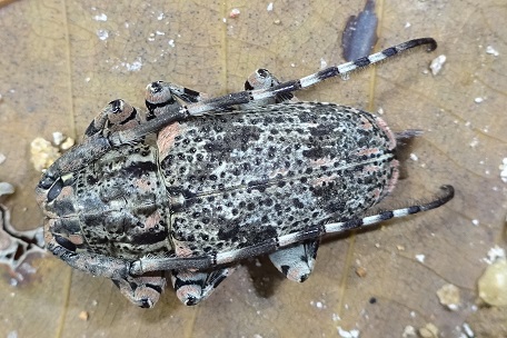 Coptops annulipes — DSC06171 (14)