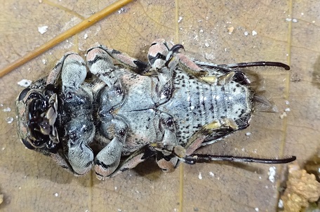 Coptops annulipes — DSC06173 (14)