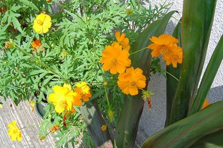 DSC01556 (04)