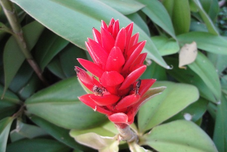 Costus osae — DSC08949 (12)