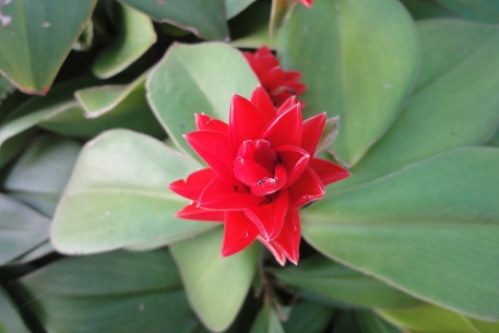 Costus osae — DSC08950 (12)