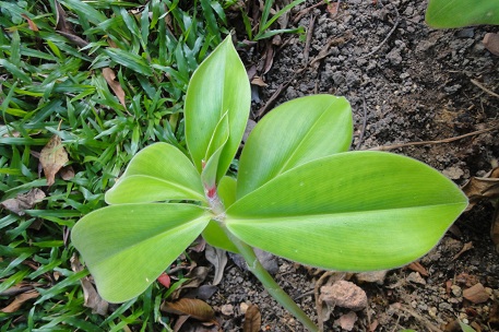 Costus osae — DSC08951 (12)