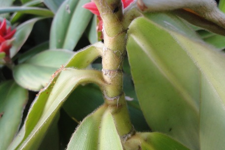 Costus osae — DSC08952 (12)
