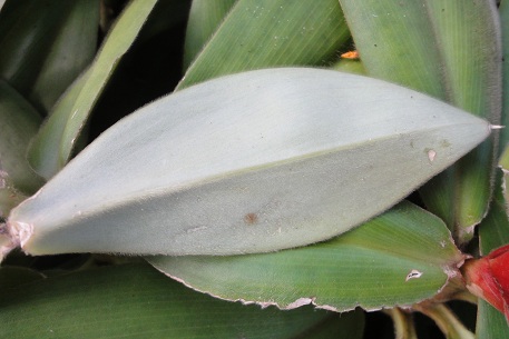Costus osae — DSC08954 (12)