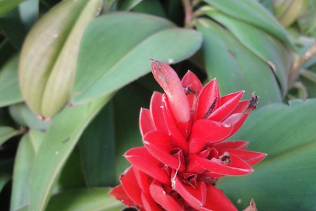 Costus osae — DSC08956 (12)