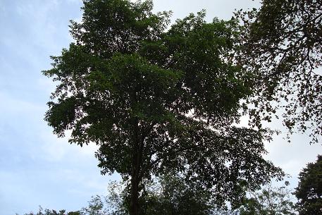 DSC03680 (09)