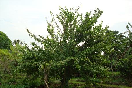 DSC08343 (09)
