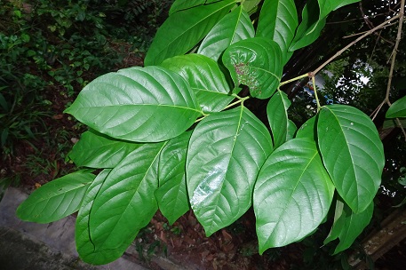 Crypteronia paniculata — DSC04762 (14)
