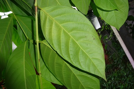 Crypteronia paniculata — DSC04766 (14)