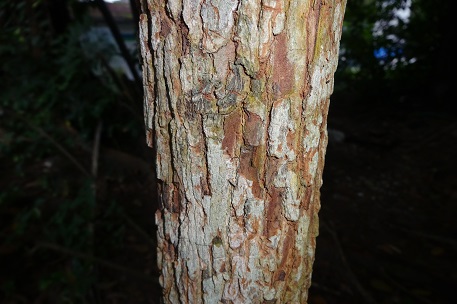 Crypteronia paniculata — DSC04772 (14)