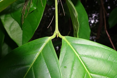 Crypteronia paniculata — DSC04779 (14)